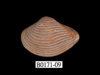 藏品(厚蛤)的圖片